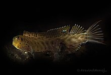 Chevron Blenny (Omobranchus elongatus).jpg