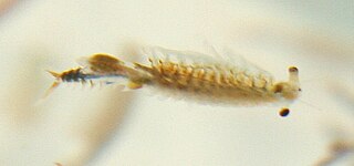 <i>Chirocephalus croaticus</i> Species of small freshwater animal