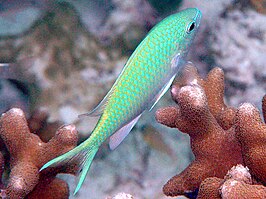 Chromis atripectoralis