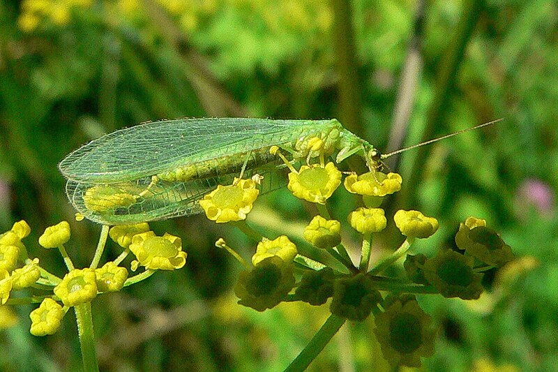 File:Chrysoperla carnea ZłotookHG.JPG