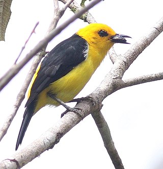 <span class="mw-page-title-main">Black-and-yellow tanager</span> Species of bird
