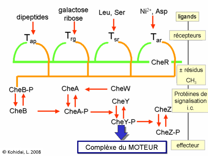 File:Chtx-wikifr-4.png