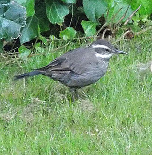 Grey-flanked cinclodes species of bird