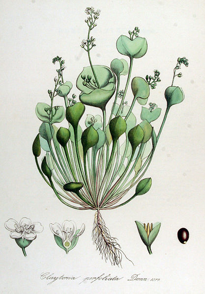 File:Claytonia perfoliata — Flora Batava — Volume v14.jpg