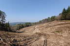 Clearcutting Saint-Victor-Montvianeix 2013-04-03 n01.jpg