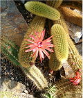 Miniatura para Cleistocactus winteri