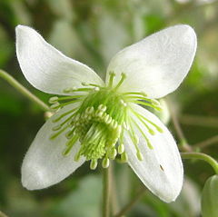 Description de l'image Clematis brachiata flower.jpg.