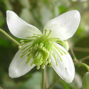 Descrizione dell'immagine Clematis brachiata flower.jpg.