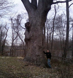 Clermont Oak in New Jersey.png