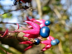 Clerodendrum trichotomum (16) .jpg