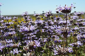 Beschrijving afbeelding Cleveland salie (Salvia clelandii) (6798012855) .jpg.