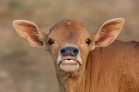 Close-up photograph of a calf's head looking at the viewer with pricked ears in Don Det Laos