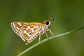 * Nomination Close wing Basking of Taractrocera maevius (Fabricius, 1793) - Grey-veined Grass Dart (2) WLB --Anitava Roy 18:23, 29 August 2023 (UTC) * Promotion  Support Good quality. --FlocciNivis 09:38, 3 September 2023 (UTC)
