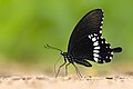 * Nomination Close wing moisture sucking of Papilio polytes (Linnaeus, 1758) - Common Mormon (Male) WLB --Anitava Roy 14:59, 5 August 2023 (UTC) * Promotion Good quality, but needs categorisation --Mike Peel 15:29, 5 August 2023 (UTC) done --Atudu 08:40, 7 August 2023 (UTC) Good for promotion now. --Kritzolina 07:10, 11 August 2023 (UTC)