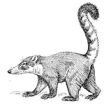 Coati