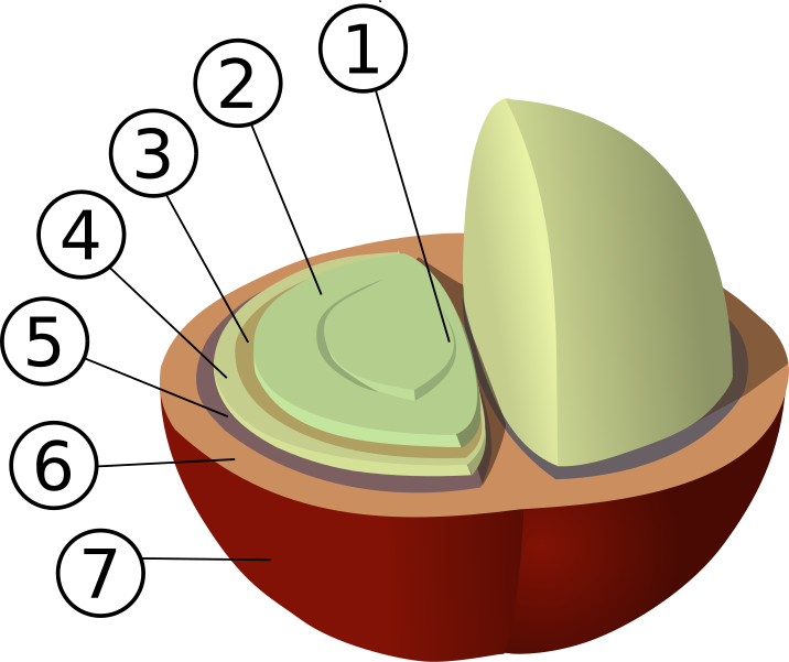 Download File:Coffee Bean Structure.svg - Wikimedia Commons