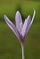 * Nomination Colchicum autumnale --Böhringer 19:58, 29 September 2008 (UTC) * Decline Focus only on sexual organs, DOF should have been deeper to have finer detail on petals. Light allowed it, you've shot at 1/640 s ! --B.navez 15:12, 30 September 2008 (UTC)