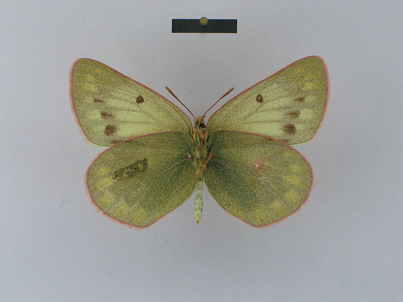 File:Colias cocandica tatarica female Paralectotype 07 ventral side ZSM.jpg