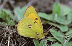 Hình thu nhỏ cho Colias myrmidone