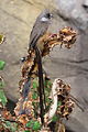 Colius striatus - Wüstenhaus.jpg