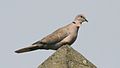 Collared Dove (Streptopelia decaocto) (3).jpg