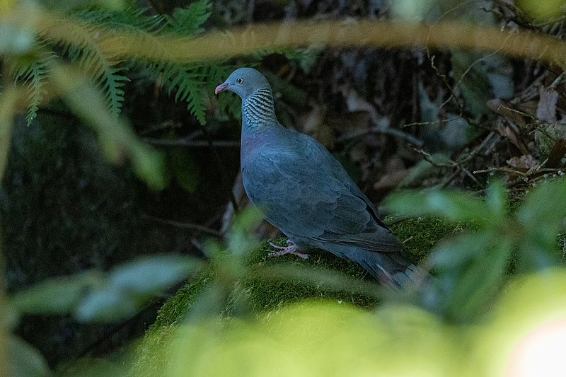 File:Columba trocaz 175416504.jpg