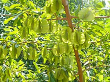 Combretum mkuzense, groen vrugte, Manie van der Schijff BT, a.jpg