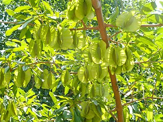 <i>Combretum mkuzense</i> Species of tree