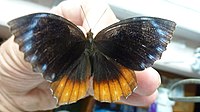 Ortak Palmfly (8161537578) .jpg