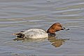 * Nomination: Common pochard (Aythya ferina) male --Charlesjsharp 10:01, 8 September 2022 (UTC) * Review Insufficient quality, not sharp --El Golli Mohamed 12:51, 8 September 2022 (UTC) second opinion please --Charlesjsharp 13:25, 8 September 2022 (UTC)