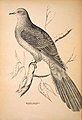 Companion to Gould's Handbook; or, Synopsis of the birds of Australia. Containing nearly one-third of the whole, or about 220 examples, for the most part from the original drawings (1877) (14771336163).jpg