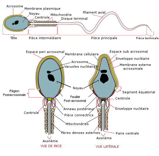 Complete diagram of a human spermatozoa fr.svg