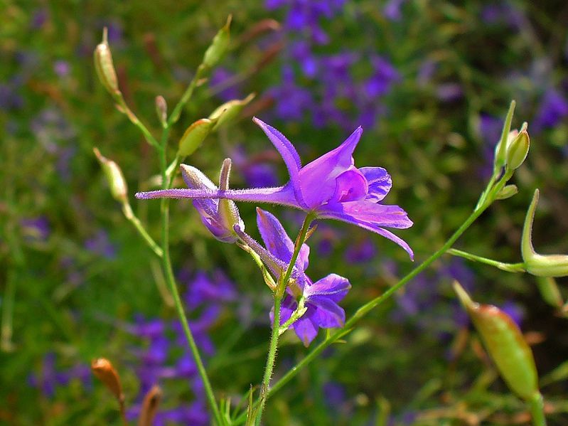 File:Consolida regalis 003.JPG