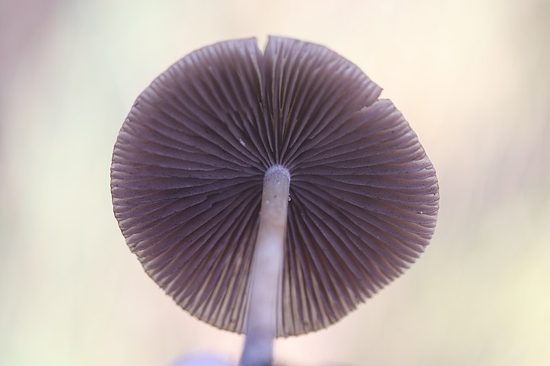 File:Coprinellus micaceus 101504576.jpg