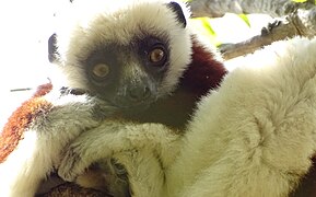 Coquerel's sifaka at Lemurs' Park