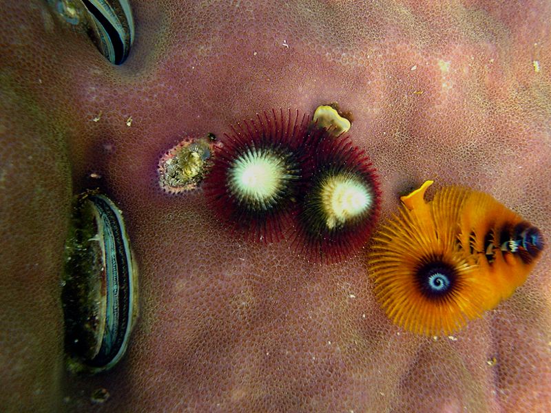 File:Corals sea worms.JPG