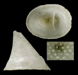 Cornisepta microphyma (10.5852-ejt.2021.785.1605) Figure 6 (cropped).png