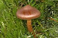 Cortinarius fasciatus