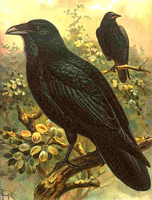 Corvus corax corax (Kpjas).jpg