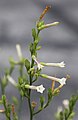 Nicotiana attenuata flower stem, close