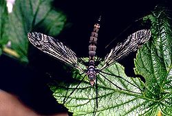 Vaaksiainen (Tipulidae sp.)