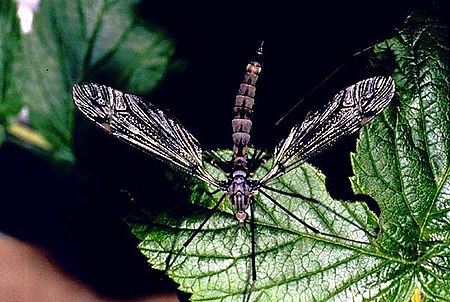 Cranefly.1web.jpg