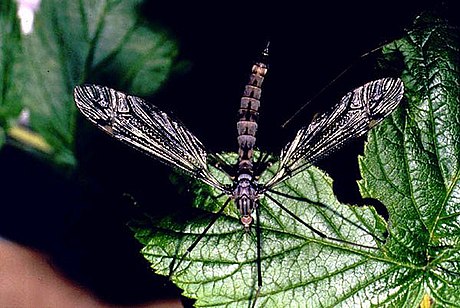 File:Cranefly.1web.jpg