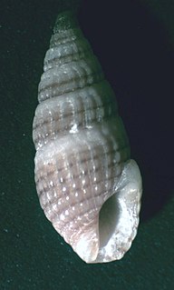 <i>Crassispira verbernei</i> Species of gastropod
