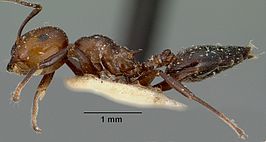 Crematogaster agnetis