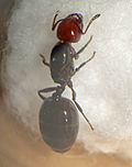 Reine Crematogaster scutellaris