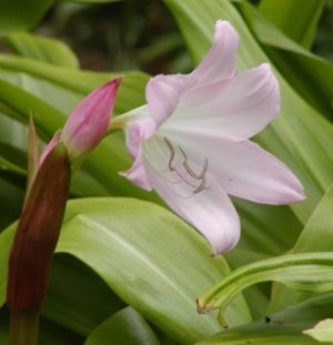 Crinum moorei close.jpg