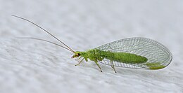 Crisopid juillet 2013-9a.jpg