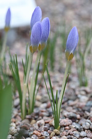 Crocus abantensis GotBot 2015 001.JPG