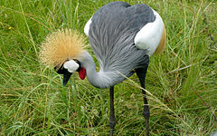 Crowned Crane (4300098381).jpg